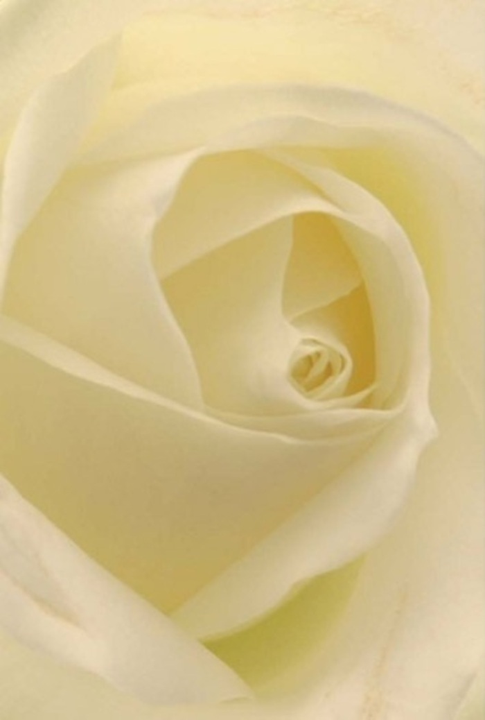 Taking in this white rose up close, you find yourself immersed in a study of subtlety-the interplay of delicately overlapping petals, creamy whites blending seamlessly into warmer creams, each illuminated softly as if by morning sun peeking over Canary Wharf. The spiral center draws the gaze with its near-mathematical perfection, emblematic of purity and quiet determination often felt walking along Blackwall Basin. Every nuance of colour and shadow hints at the skilled hand of a Blackwall florist, each fold suggesting care, intention, and a love for artistry. Whether gracing the table at a riverside celebration or serving as an apology or token of love, this rose speaks to life's poignant milestones. Its fragrance, though unspoken, is imagined-clean, refined, and gently present, a constant reminder that beauty endures. This bloom stands as a testament to the union of nature's design and human expertise, elevating any arrangement into something both timeless and distinctly Blackwall.