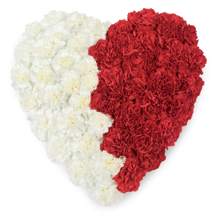 A bold, meticulously formed heart of fresh carnations, photographed directly from above on a spotless white background so the colours and craftsmanship read with absolute clarity. The left hemisphere is built from creamy, near-white carnations whose ruffled, multi-layered petals overlap into a smooth, cloud-like plane; the right hemisphere is densely packed with deep maroon-red carnations whose velvety petals create a dramatic, tactile contrast. The two halves are divided by a distinctive vertical line: the red edge carries a prominent serrated, saw-tooth profile of nine triangular points, a precise, repeated geometry that strongly evokes the national flag of Qatar and gives the piece a formal, emblematic character. Up close each individual carnation's frilled corolla is visible, contributing to an overall surface that is lush, textured and meticulously even - a testament to skilled floral construction and patient placement. The neutral background removes visual distractions and lets the heart's silhouette and the serrated motif speak directly, making this arrangement suitable for events ranging from embassy receptions to cultural commemorations, or as a striking tribute placed at a civic ceremony near Canary Wharf or the docks. There is a subtle suggestion of scent in the scene - the faint, sweet perfume typical of fresh carnations - and the soft, even lighting highlights petal edges without casting heavy shadows, reinforcing the formal dignity of the composition. As a local florist imagining this piece, I see it carrying both personal sentiment and national pride, its careful geometry and rich colour palette making a clear, respectful statement.